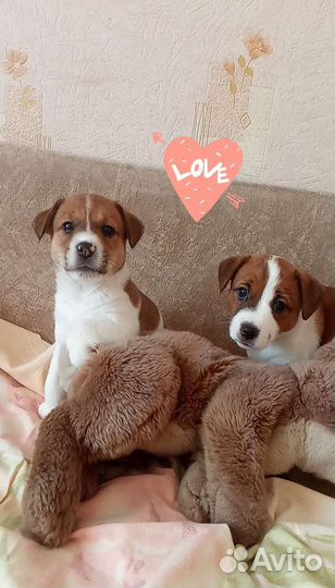 Джек Рассел терьер Щенки