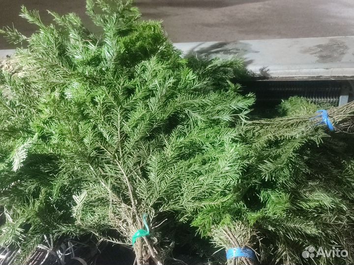 Веники для бани:Дуб,Береза,Пихта