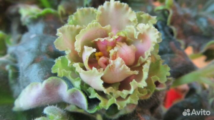 Сортовые фиалки, лучшие сорта