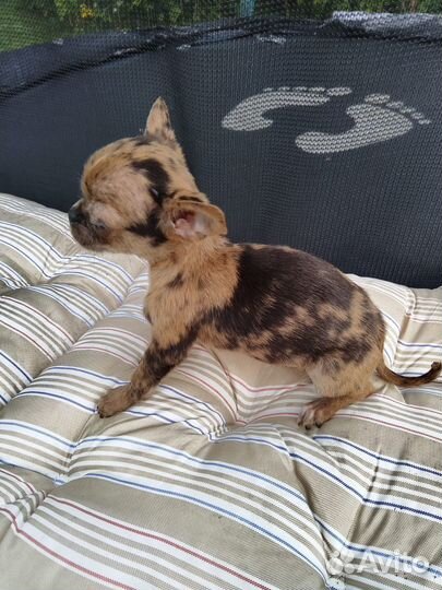 Чихуахуа Мартин