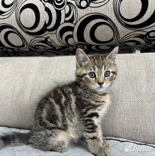 Британские вислоухие котята