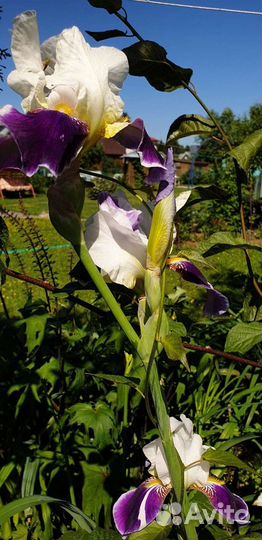 Ирис, Вабаш