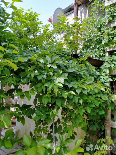 Девичий виноград,плюш