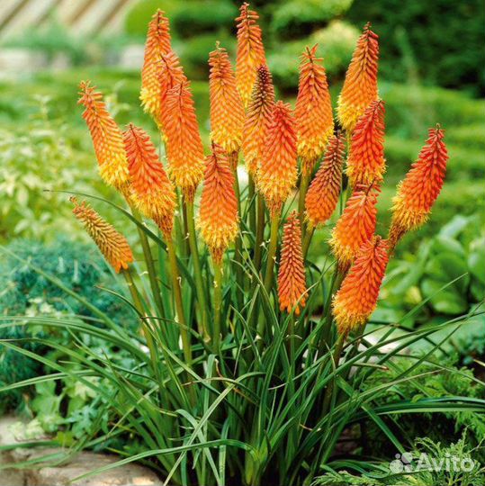 Клеродендрум Бунге, Книфофия Тукка