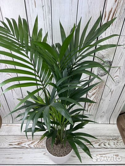 Пальма ховея H 120 см