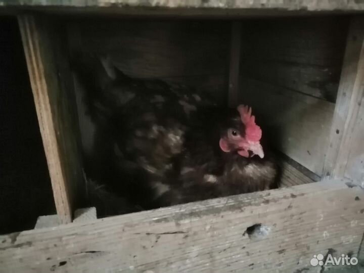 Куры несушки