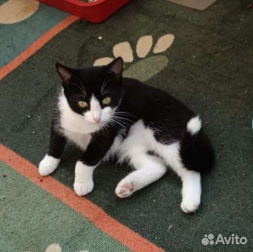 Кошечка подросток ищет дом