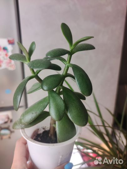Толстянка денежное дерево