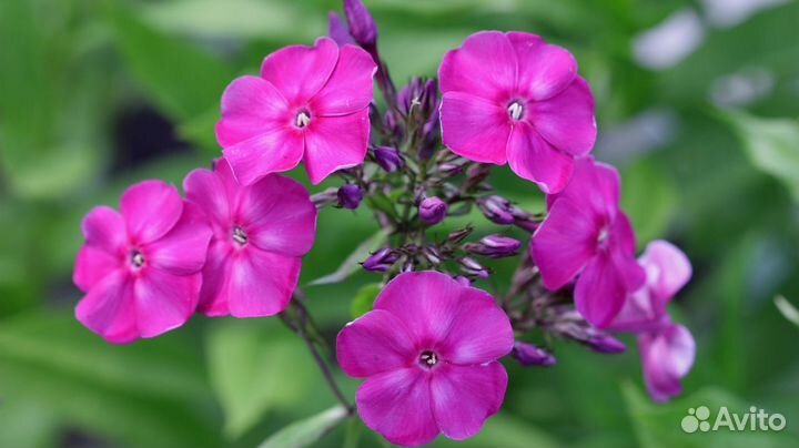 Флоксы разных сортов