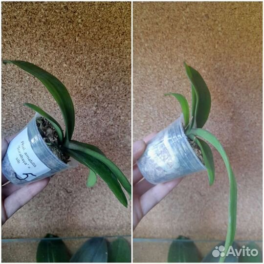 Phal. amabilis 'Surabaya'