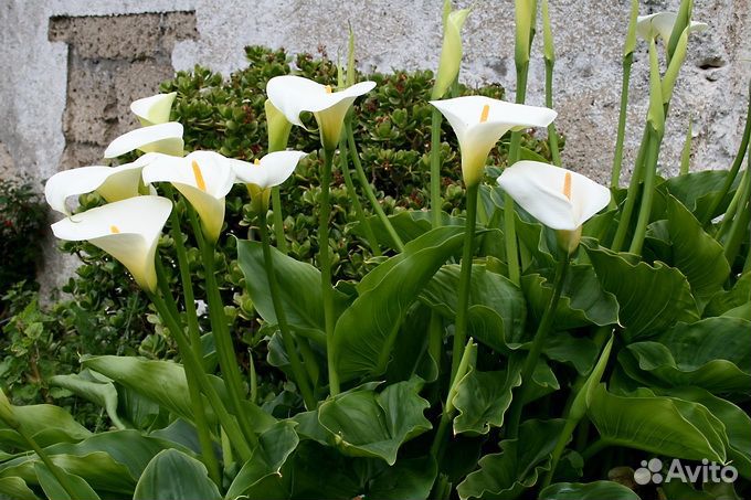 Растения для пруда водные растения. Часть 5