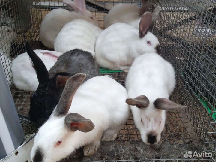 Кролики, мясо кролика