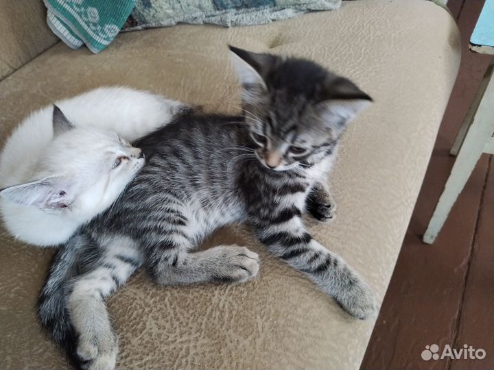 Отдам в добрые руки котят