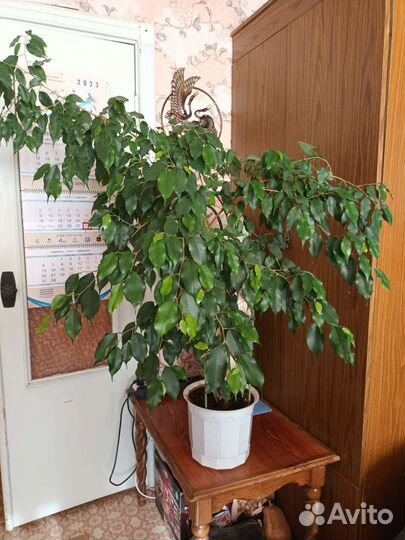 Фикус бенджамина большой