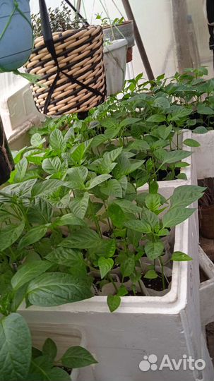 Рассада/все виды овощей/вегетативнаЯпетунья/тайдал