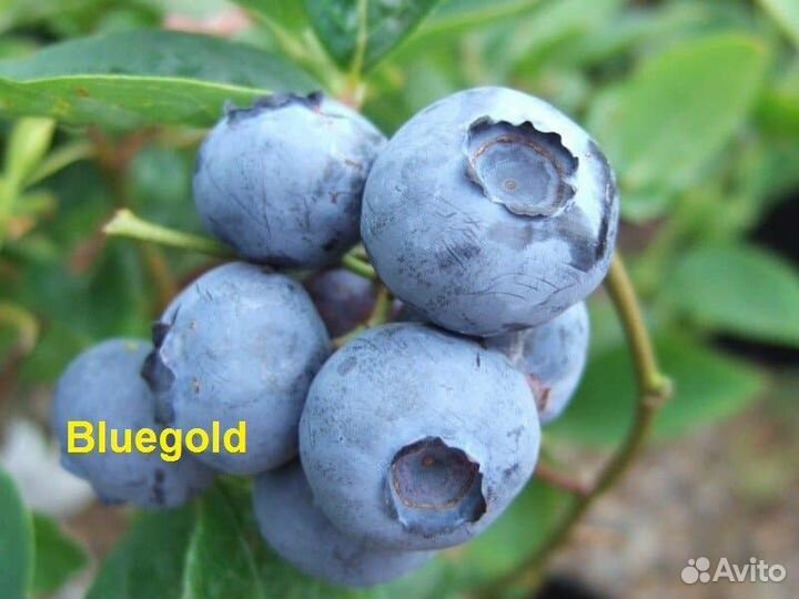 Саженцы голубики