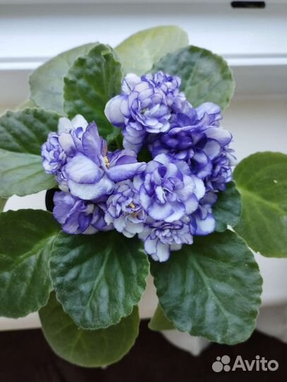 Листики фиалки