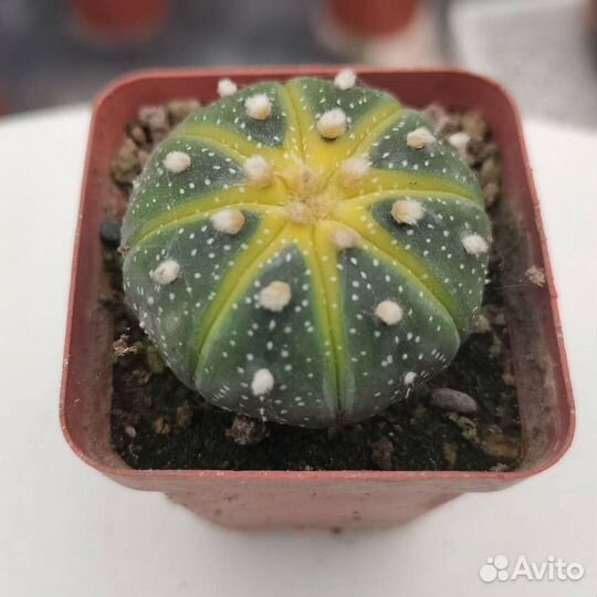 Совместная закупка редких суккулентов из Азии