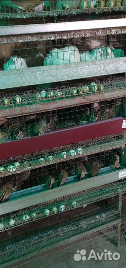 Перепела инкубационное яйцо