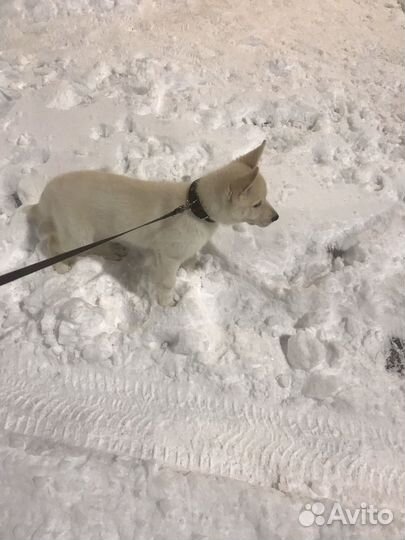 Собака в добрые руки щенок помесь хаски