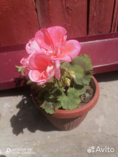 Пеларгония герань