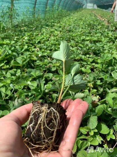 Рассада ремонтантной клубники