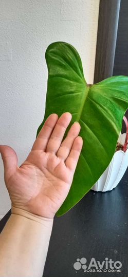 Филодендрон Пейнтед Леди