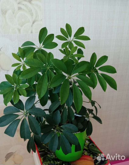 Продам цветы комнатные