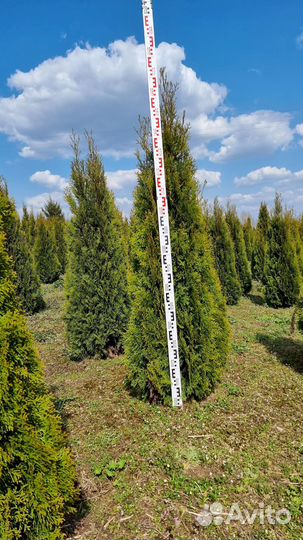 Туя западная Смарагд