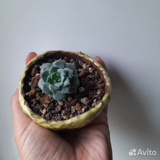 Суккуленты в горшке