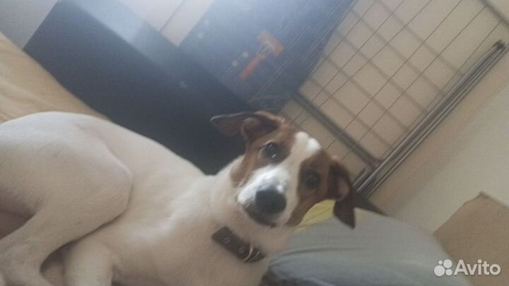 Парсон рассел терьер