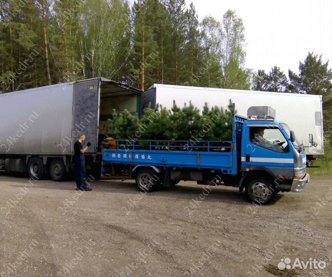 Саженцы сибирского кедра экстра класс