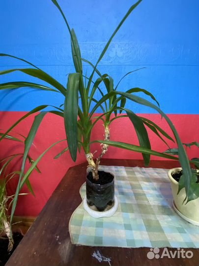 Продам Юкку