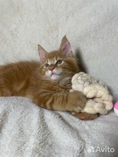 Котятки мейн-кун