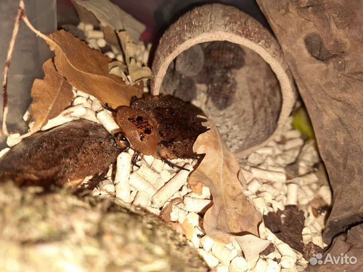 Тараканы Пикносцелус Нигра и Архимандриты