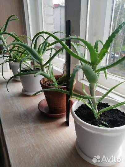 Алоэ, столетник