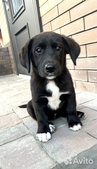 Щенки лабрадора