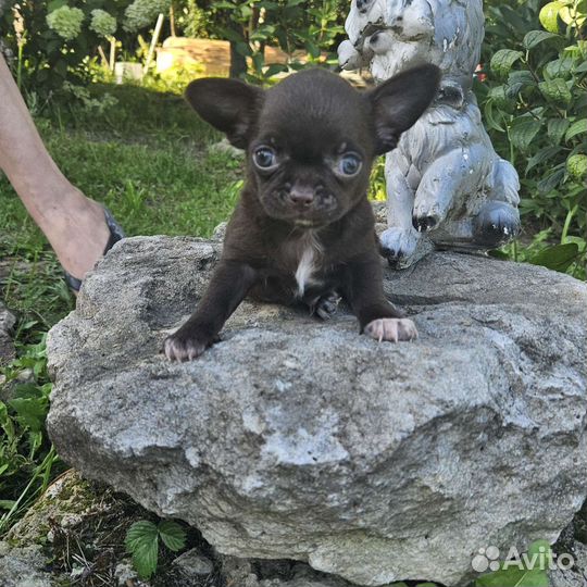 Шоколадки Мальчики мини