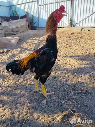 Бойцовая птица