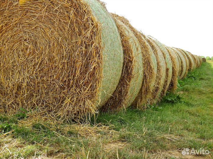 Сено в тюках и рулонах 2023 год