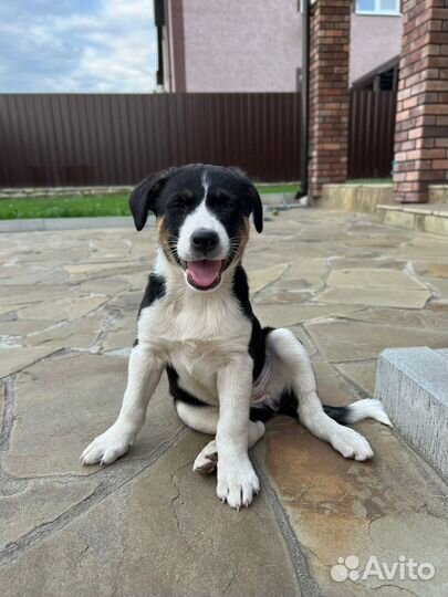 Ищем дом для щенка