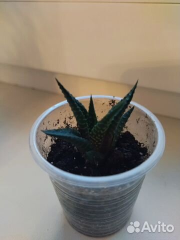 Хавортия микс