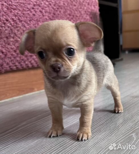 Чихуахуа мини мальчик