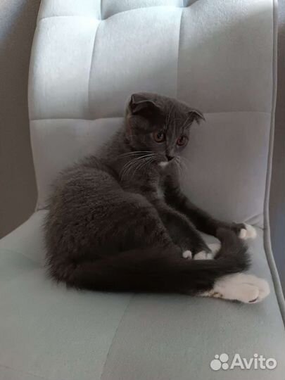 Кошка помесь вислоухой