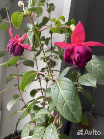 Фуксия General Monk Rot-Blau