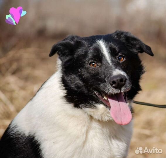 Собака Надежда, 1.5 года, добрая и ласковая