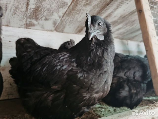 Цыплята Ухейилюй, инкубационное яйцо объявление продам