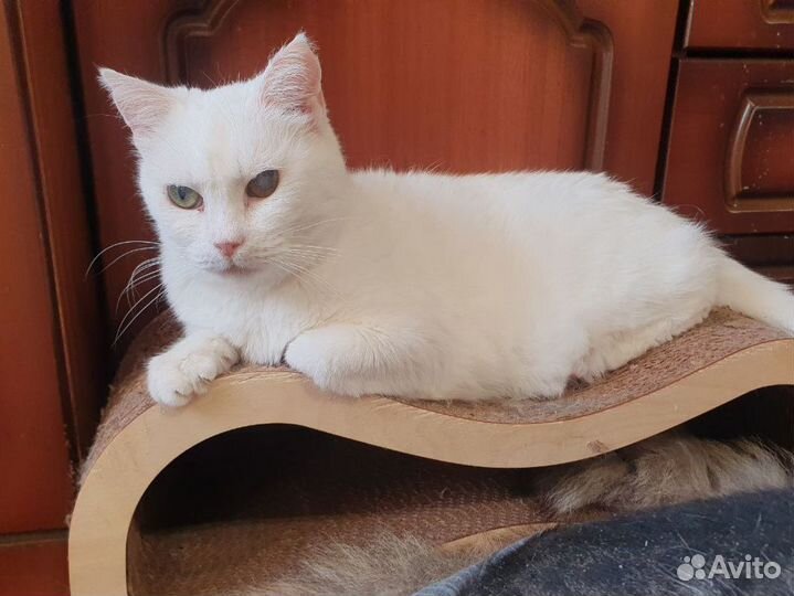 Кошка белая