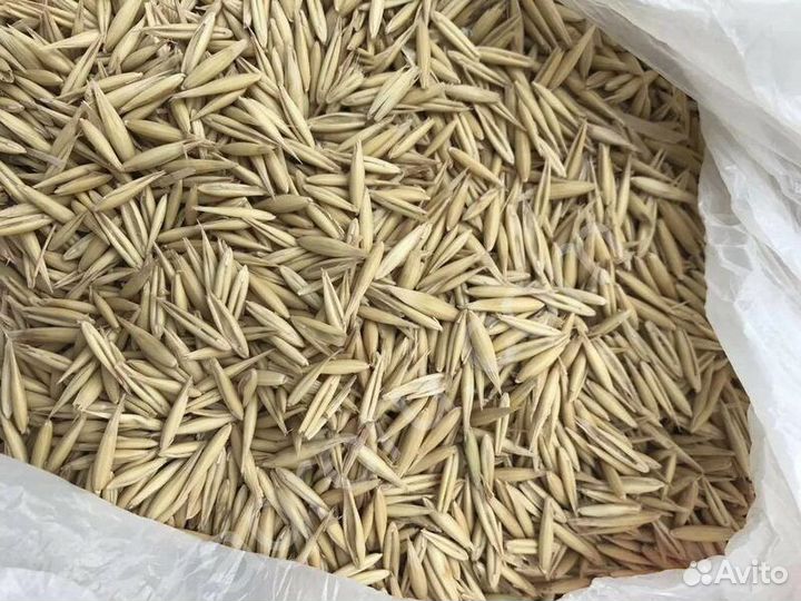 Солома овес2023