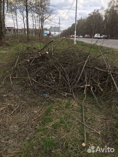 Измельчитель веток. Аренда. Дробилка